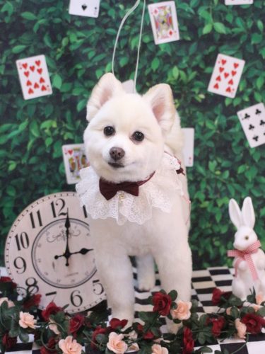 20250416ぽこちゃん